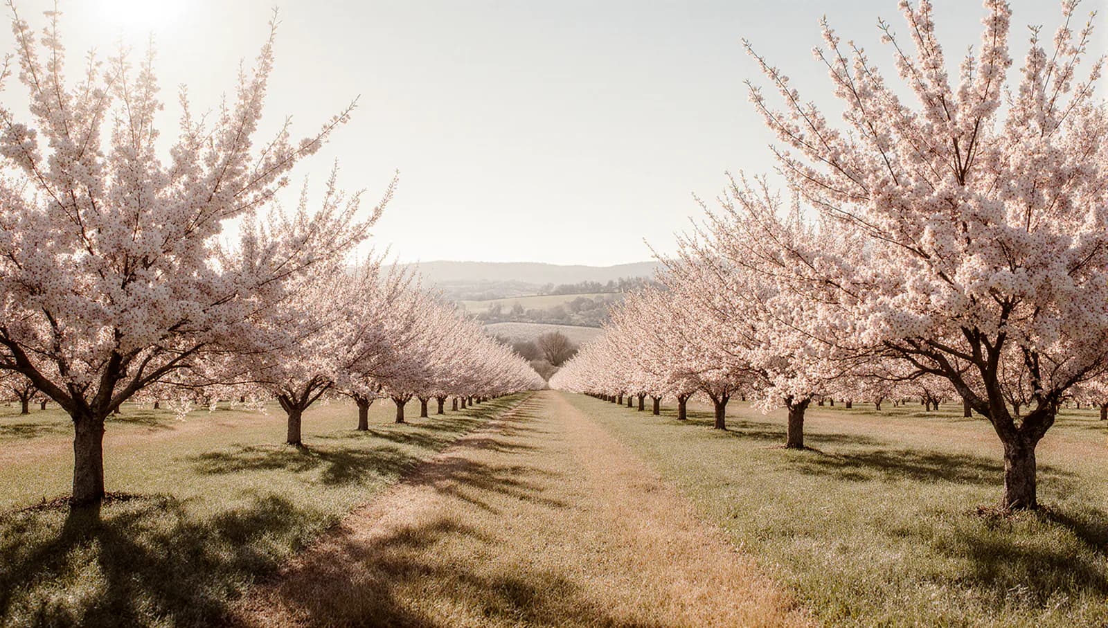 과수원 부지 매매합니다