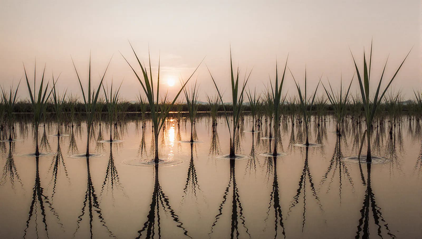 창고 딸린 논입니다